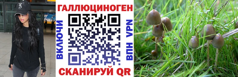 Купить где  Щёлково  Псилоцибиновые грибы Magic Shrooms